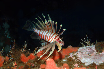 lion fish in the sea