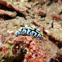 Phyllidia varicosa Swollen Phyllidia, Varicose Wart Slug, Varicose Phyllidia, nudibranch
