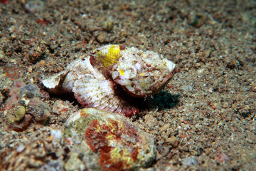 The flasher scorpionfish ( Scorpaenopsis macrochir), or rough humpback scorpionfish is a species of venomous marine ray-finned fish belonging to the family Scorpaenidae, the scorpionfishes. 