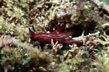 Nembrotha nudibranch in the sea, underwater photo