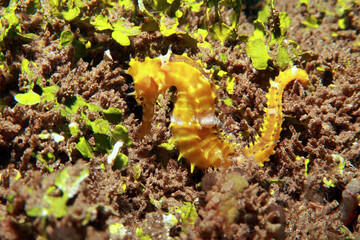 yellow sea horse, Hippocampus