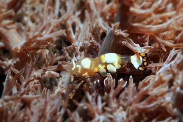 Thor amboinensis or Popcorn Shrimp