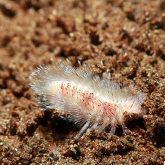 marine worm on the seafloor