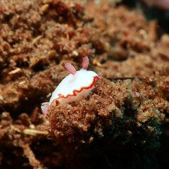 Goniobranchus sinensis is a species of colourful sea slug, a dorid nudibranch, a marine gastropod mollusc in the family Chromodorididae