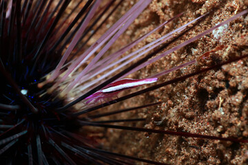 Purple Urchin Shrimp inside a sea urchin