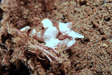 The warty frogfish or clown frogfish (Antennarius maculatus) is a species of marine ray-finned fish belonging to the family Antennariidae, the frogfishes.