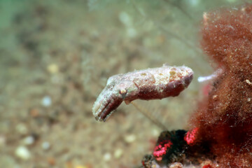 cuttlefish in the sea, underwater photo