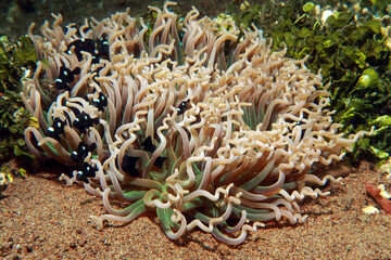 anemones with small black fish