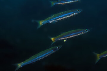 beautiful underwater landscape background, school of fish on a dark background