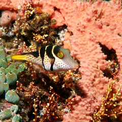 Saddle Valentini Puffer (Canthigaster valentini)