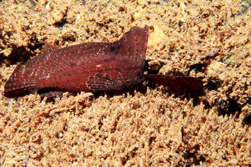 Ablabys macracanthus, also known as the spiny waspfish or as the spiny leaf-fish in Indonesia, is a species of marine ray-finned fish, a waspfish belonging to the subfamily Tetraroginae of the family 