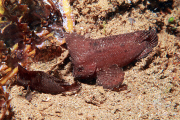Ablabys macracanthus, also known as the spiny waspfish or as the spiny leaf-fish in Indonesia, is a species of marine ray-finned fish, a waspfish belonging to the subfamily Tetraroginae of the family 