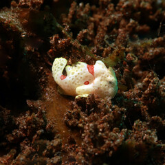 The warty frogfish or clown frogfish (Antennarius maculatus) is a species of marine ray-finned fish belonging to the family Antennariidae, the frogfishes.