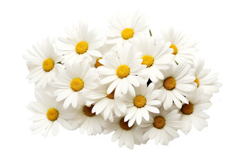 Fototapeta premium White daisies are the perfect way to add a touch of beauty to any room