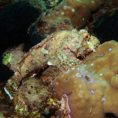 Scorpaenopsis papuensis or scorpionfish