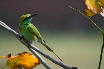 Bee Eater bird on a branch