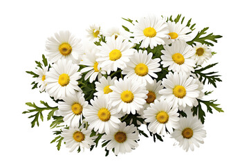 White daisies are the perfect 