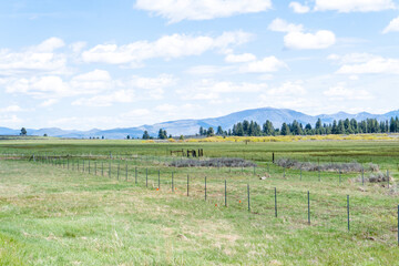 green grassy meadow landscape with sky and clouds