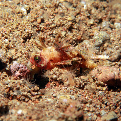 Dendrochirus brachypterus is a species of marine fish of the Scorpaenidae family.3