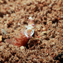 Antonbruun's shrimp, false anemone shrimp (Urocaridella antonbruunii),