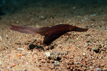 Robust Ghost Pipefish Solenostomus Cyanopterus. 