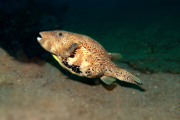 Arothron Маppа or puffer fish or balloon fish © Olga