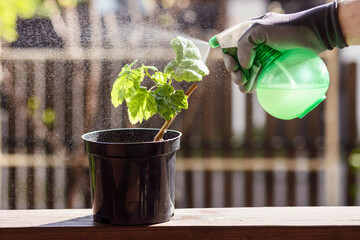 Spraying Chemical Grape Vines. Young Grapes Spraying Pesticides. Worker Spray Little Grape in Pot. 