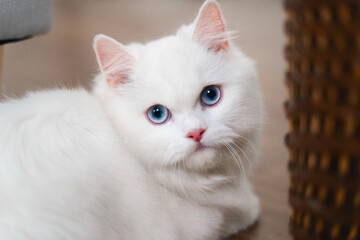 A white cat with blue eyes is laying on the floor in the living room at home.