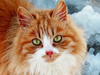 Close-up red cat with green eyes looking on camera. Cute aborable red cat asks food. Portrait of...