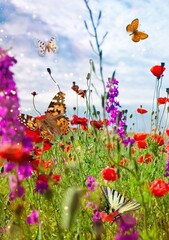 Summer natural green meadow with wildflowers © BillionPhotos.com