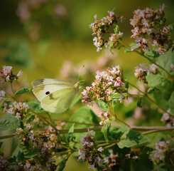 butterfly on a flower