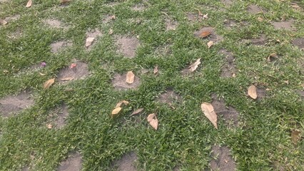 grass on the ground
