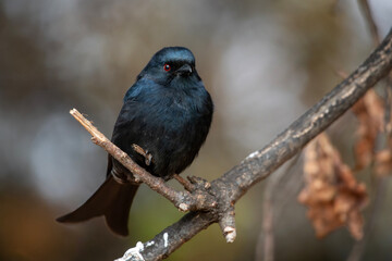 Fork-tailed drone perched on a twig, Marakele National Park South Africa