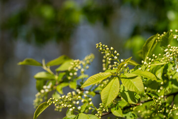 Budding bird cherry on a sunny spring day. Bird cherry, hackberry, hagberry, or Mayday tree (Prunus padus). Spring background. Nature background. Selective focus.