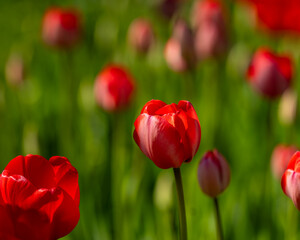 Red tulips background. Red tulips starting to bloom in tulip field in garden. Selective focus.