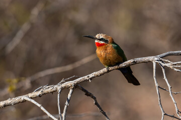 White-fronted bee-eater perched on a branch, Marakele National Park, South Africa