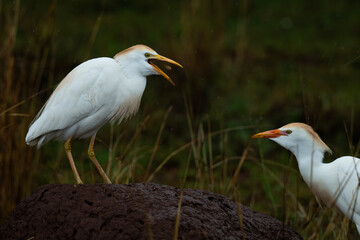 Cattle egret feeding on a termite mound, Rietvlei  Nature Reserve, South Africa
