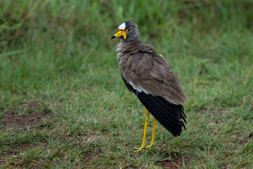 Wattled lapwing standing with a green background