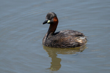 Dabchick swimming on a pond, Rietvlei Nature Reserve, South Africa