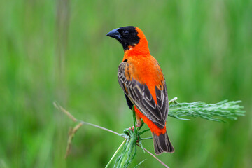 Male red bishop perched against a green background