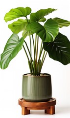 indoor tropical plant 