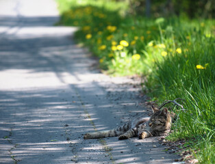 道路沿いの木陰でくつろぐ猫 / Cat relaxing in the shade of a tree along the road