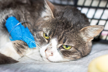 Sad gray cat with catheter on paw