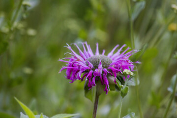 Monarda didyma or Scarlet bee balm. Colorful Monarda (crimson bee balm, beebalm, scarlet monarda, Oswego tea or bergamot) wildflower. Close up violet Monarda bee balm flowers on green blurr background