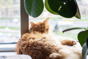 Closeup of a domestic shorthaired cat laying down with eyes closed