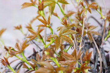 Closeup of a terrestrial plant with brown leaves and green stems