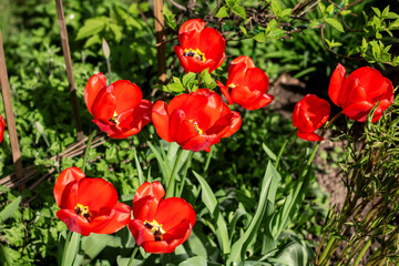 Obraz premium Red tulips bloom among grass in garden as annual plants