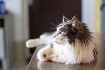 A Felidae cat with black and white fur rests comfortably on a table