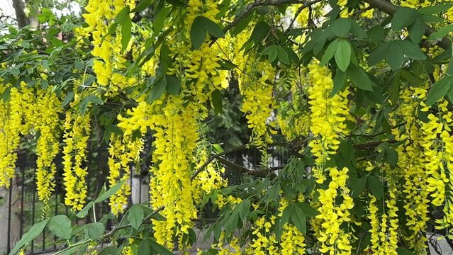 Caragana arborescens, the Siberian peashrub, Siberian pea-tree, or caragana, is a species of legume native to Siberia.