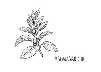 Hand drawn sketch black and white illustration of Ashwagandha branch, plant, leaf. Vector illustration. Elements in graphic style label, sticker, menu, package. Engraved style illustration.